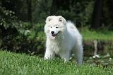 SAMOYEDE 020